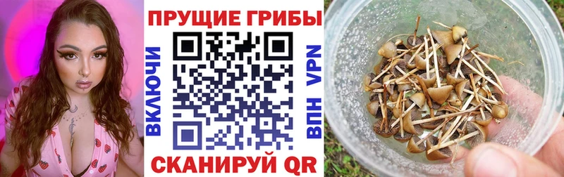 Галлюциногенные грибы мицелий  Клин 